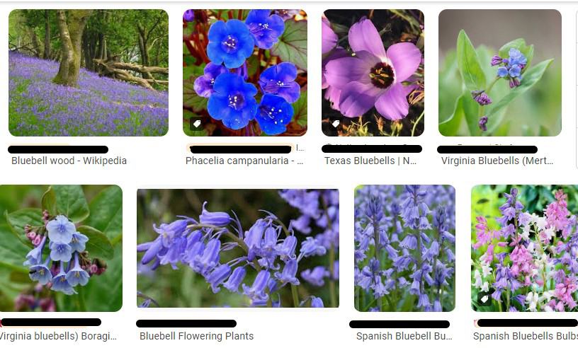 A screenshot of an image search that returned photos of several very different species.