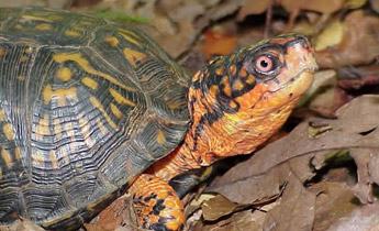 box turtle