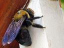 Carpenter Bee on a piece of wood.