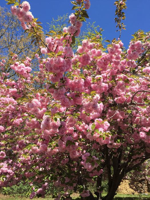 cherry double flower