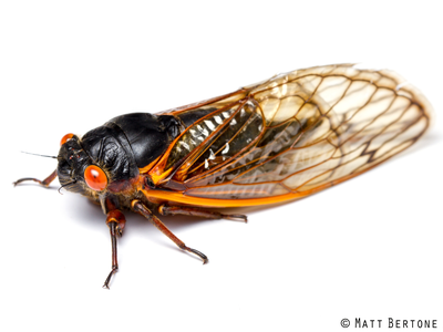 A 17-year cicada (Brood VI; Magicicada septendecim) Credit: Matt Bertone