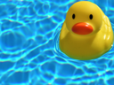 rubber duck in pool