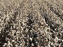 Expansive cotton field with white open bolls stretching to a distant treeline