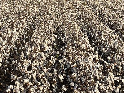 Expansive cotton field with white open bolls stretching to a distant treeline
