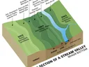 Soils and species in different landscape positions in a large river valley in the coastal plain.