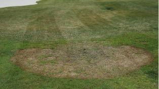 Large patch in warm--season turf