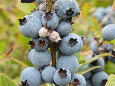 mummy berry_Photo by Caleb Slemmons_Flickr_CC BY-NC 2.0 DEED