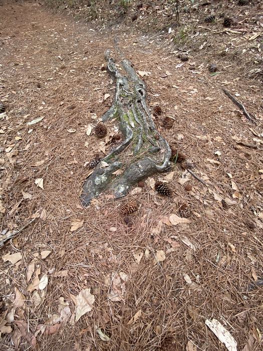 Exposed roots.