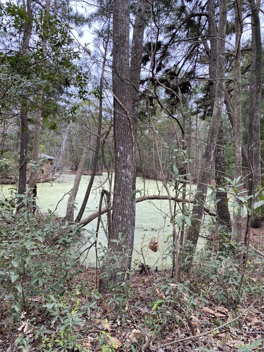 A view of a pond in the woods.
