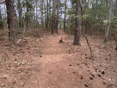 Forest trail covered in pine needles with scattered pine cones among tall pine trees