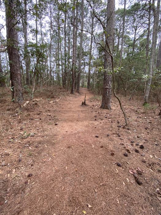 A path through pine trees.