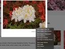 Photo showing how a right-click brings up the Save Image As.... option.