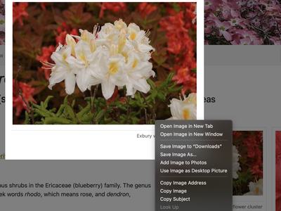 Photo showing how a right-click brings up the Save Image As.... option.