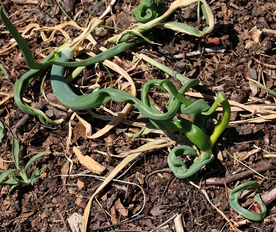 Curly green garlic scapes emerging from mulch-covered garden soil