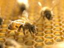 Bees on honeycombs with mites