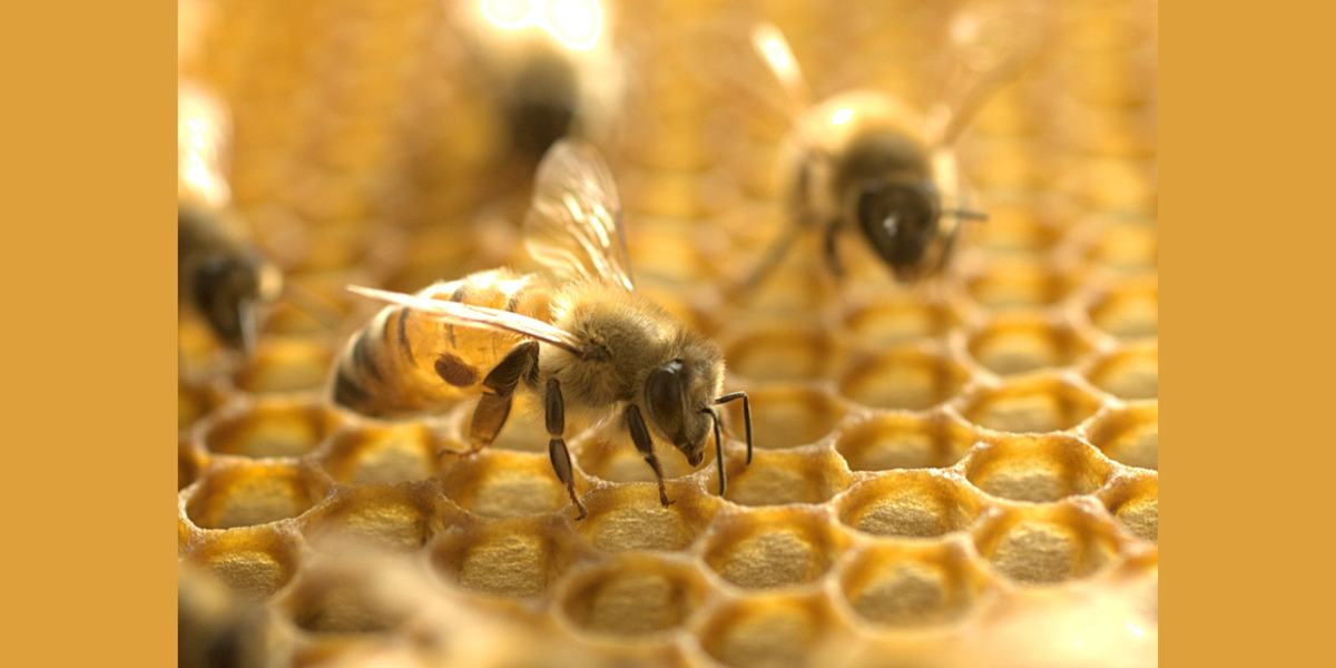 Bees on honeycombs with mites