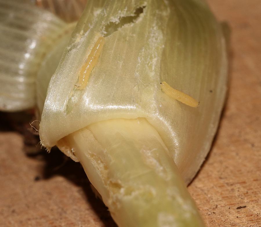 Two pale yellow larvae crawling on a peeled garlic clove
