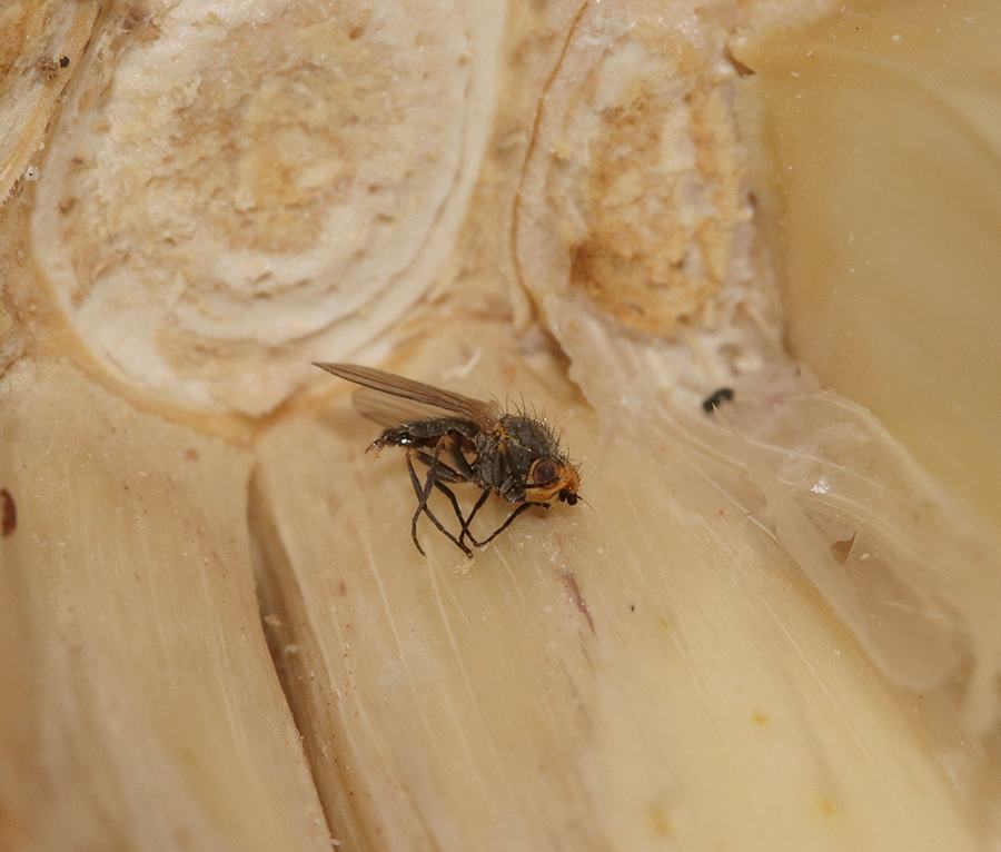 Small hairy fly resting on peeled banana flesh