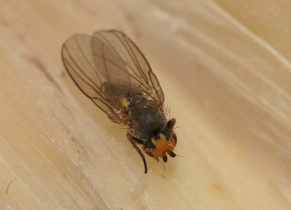 Small fly with orange head and translucent veined wings on pale surface