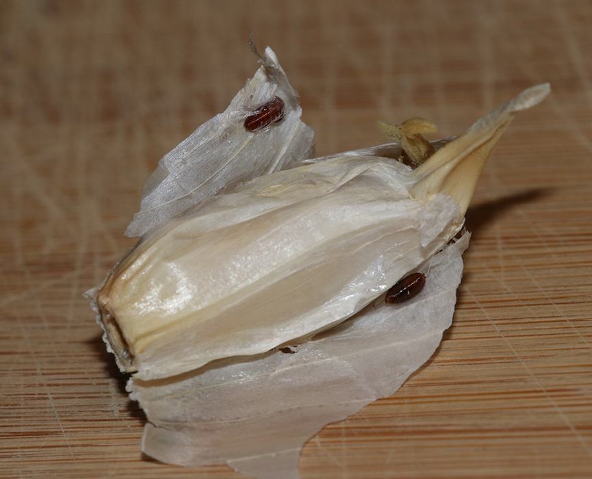 Garlic clove with two small brown beetles on papery skin, on a wooden cutting board