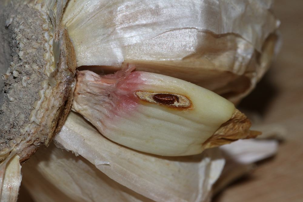 Garlic clove showing pinkish sprout and brown germination spot