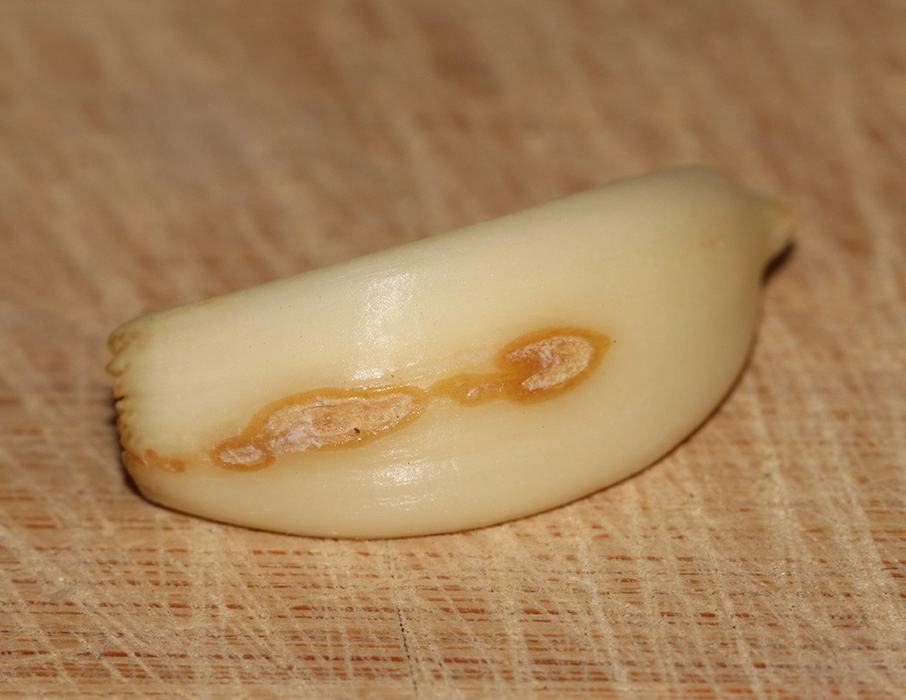 Peeled garlic clove with brown blemish resting on a wooden cutting board