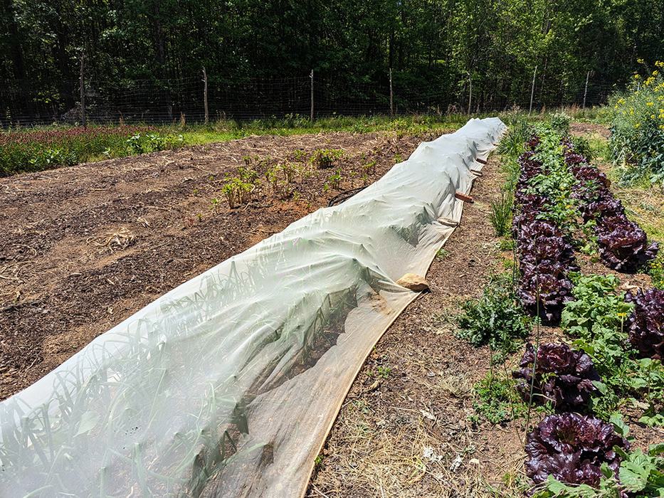 Long garden bed covered with mesh row cover beside a row of purple lettuce
