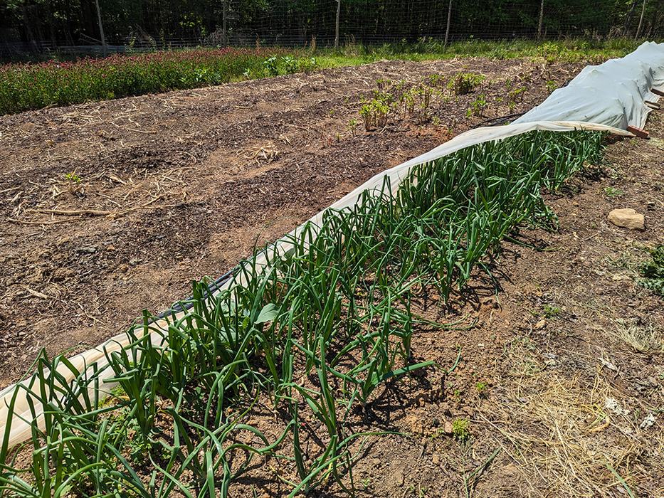 Row of green onion plants growing in a garden bed with a white row cover