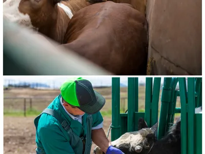 cattle shoot