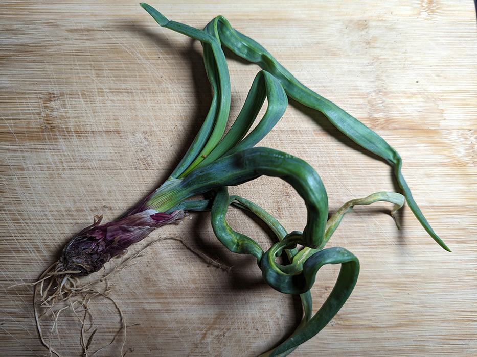 Twisted green garlic scapes and small bulb with roots on a wooden cutting board