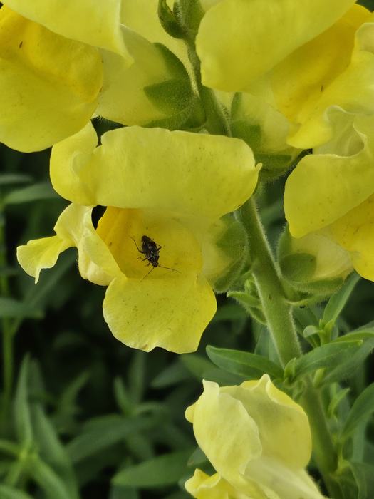 A yellow snapdragon flower with a Lygus insect resting inside one of its petals