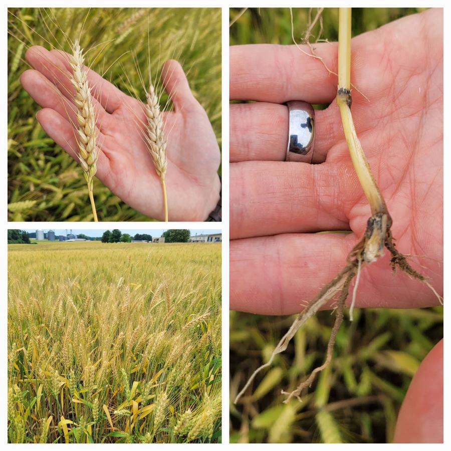 Two wheat heads and a pulled wheat plant with roots held in a hand, plus a wheat field