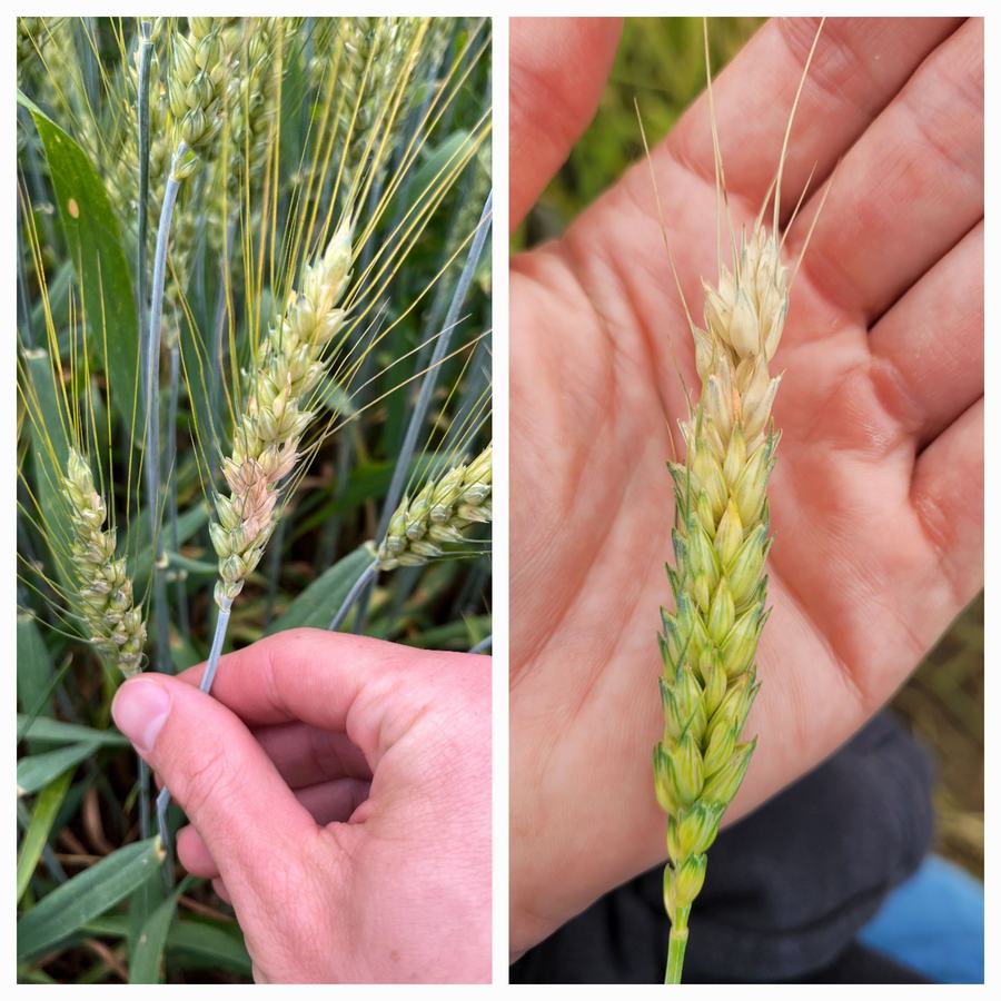 Hand holding wheat heads: left shows two ears in a field, right a close-up of a single ear