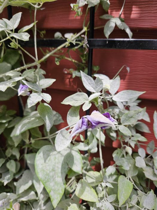 powdery mildew on clematis vine