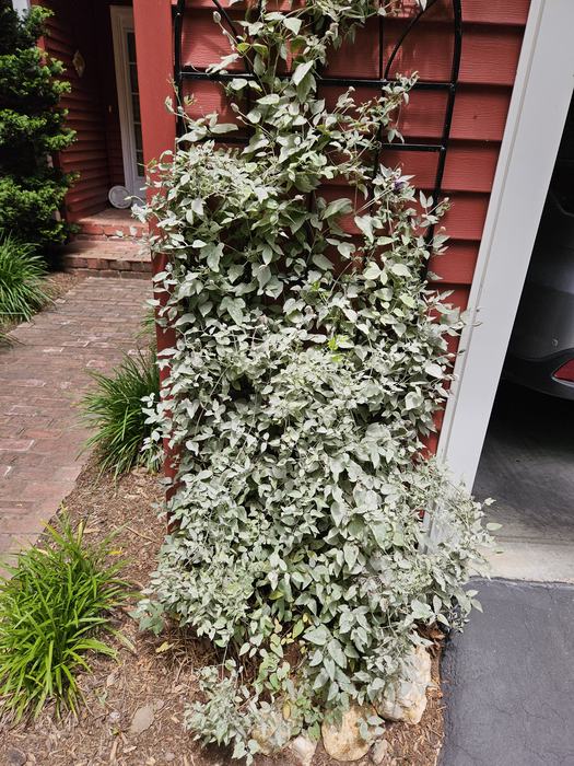 powdery mildew on clematis vine