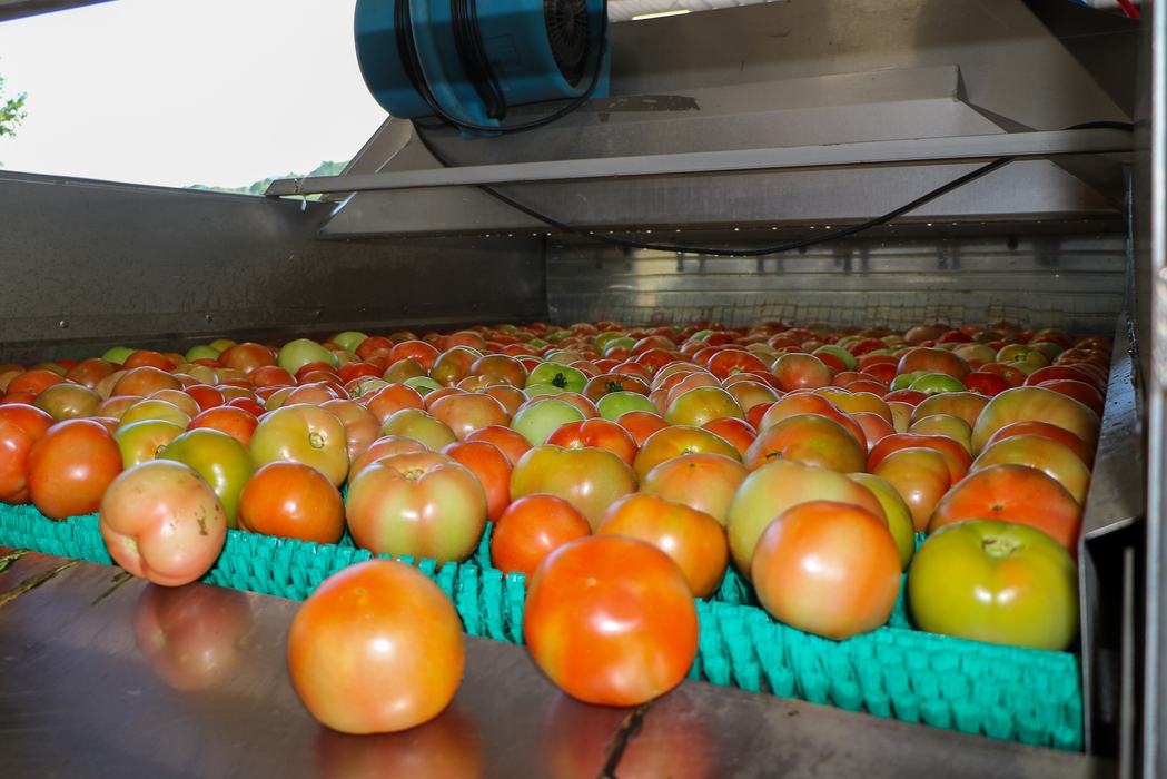 Tomatoes moving through green rollers after being washed