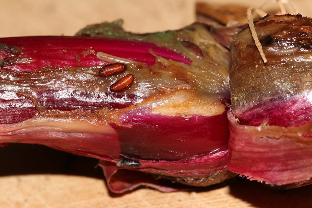 red plant rhizome with two small brown beetle larvae on its surface