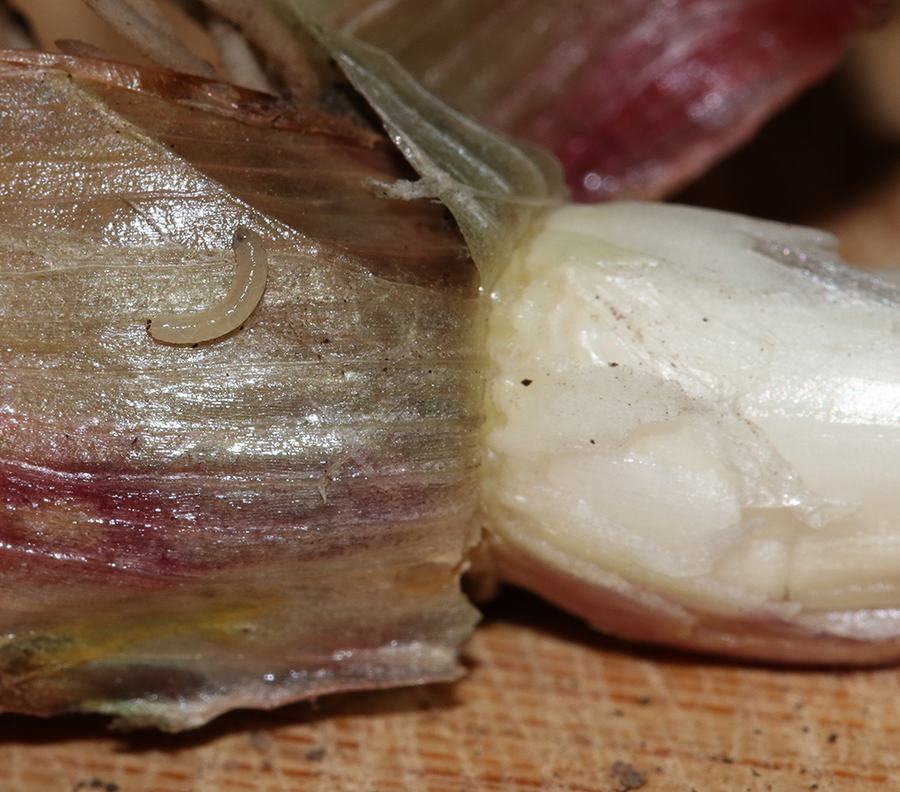 Garlic clove with papery skin and small translucent curved larva