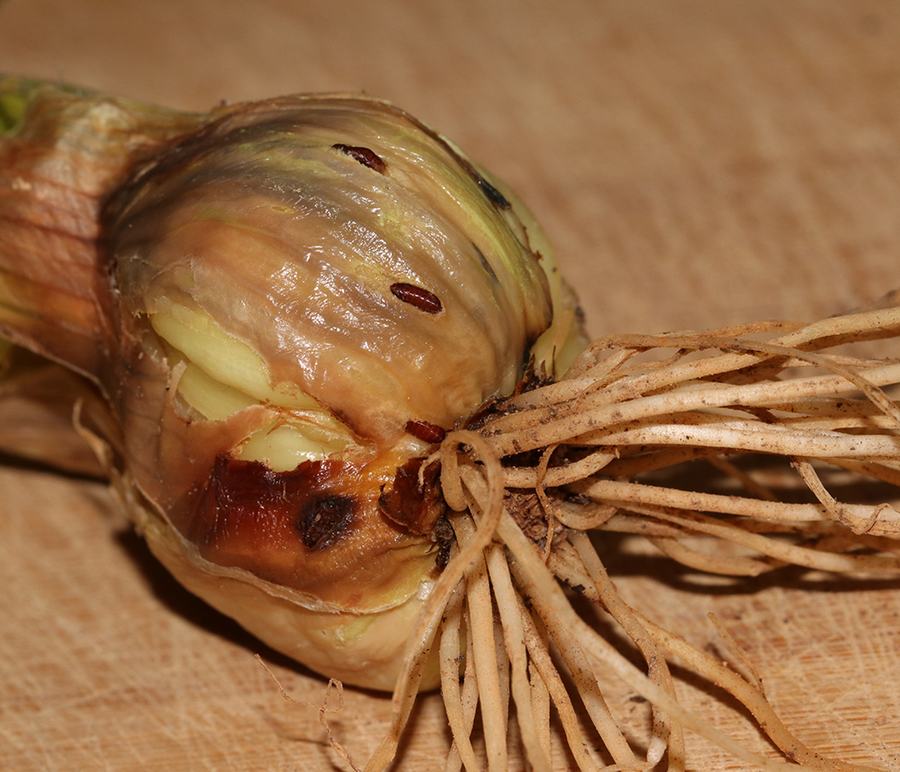 Bulb with papery outer layers, exposed scales and tangled roots on a wooden board