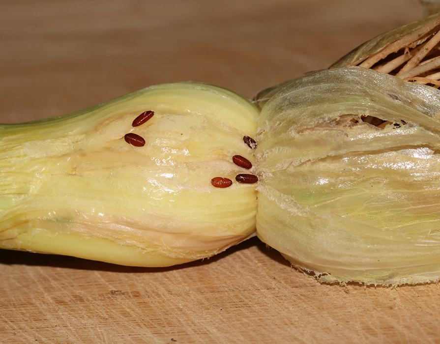 Cut bulb vegetable exposing inner layers with several small brown seeds on surface