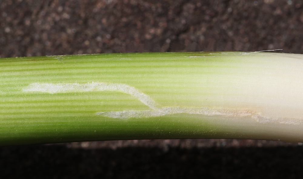 Green stem with white winding leaf-miner tunnel along its surface