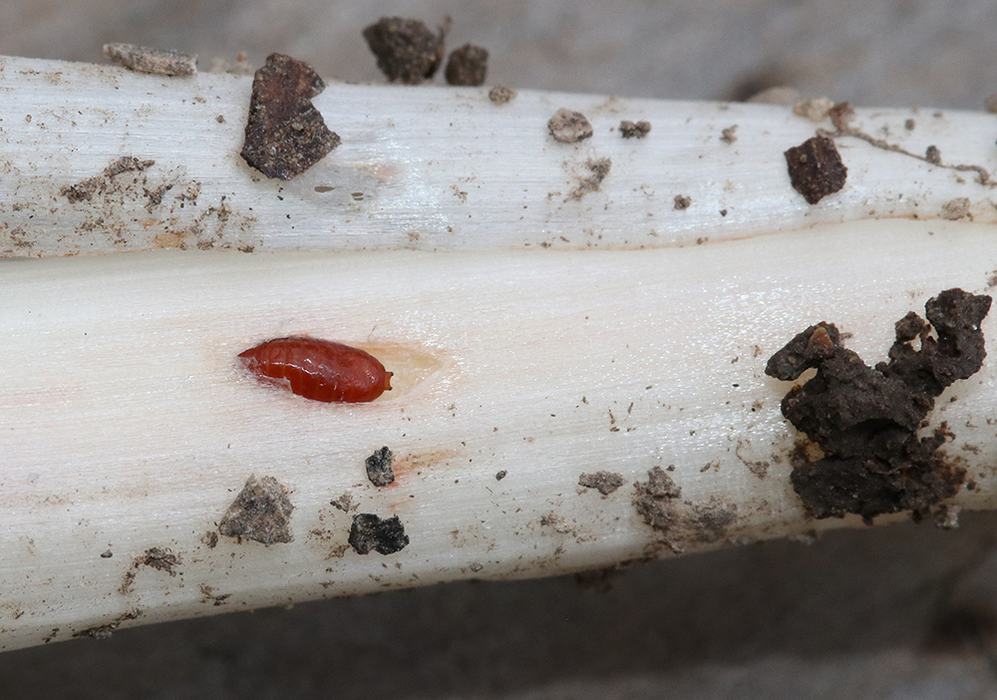 Small reddish insect pupa lodged in a shallow groove on a pale plant stem with soil debris