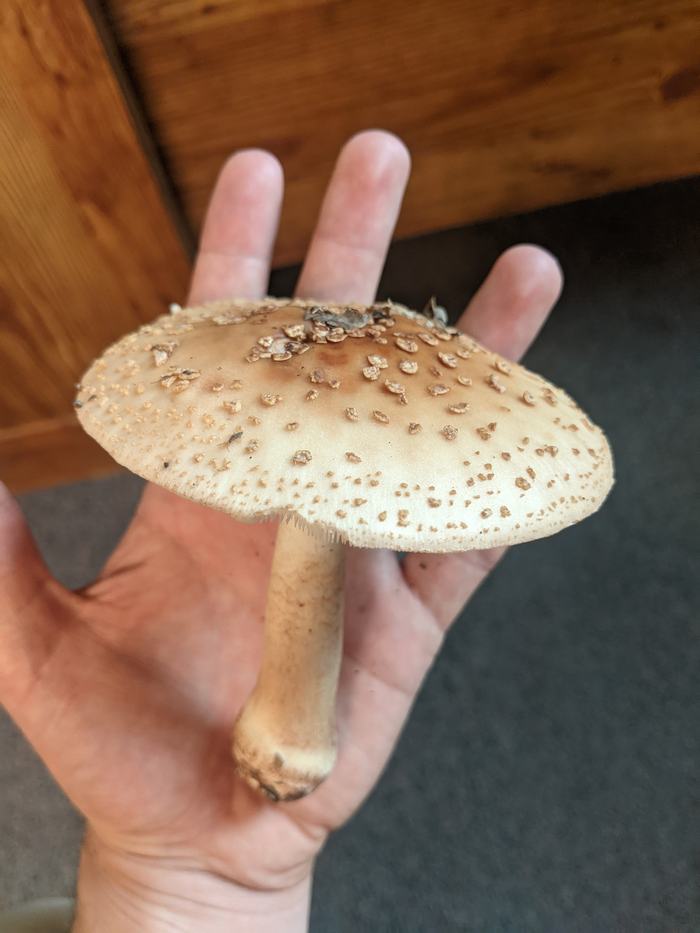 Hand holding a large beige mushroom with scaly cap and long stem
