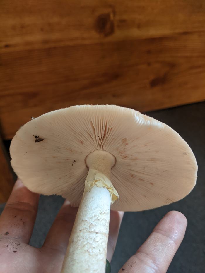 Underside of white mushroom showing gills and stem, held in a person's hand
