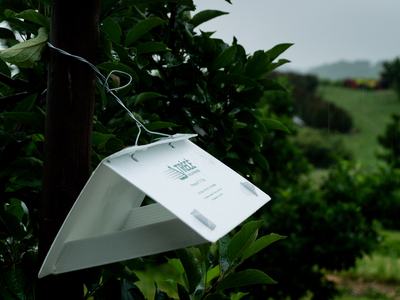 Trap in apple orchard