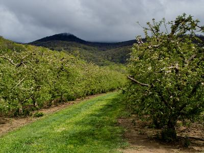 Apple orchard