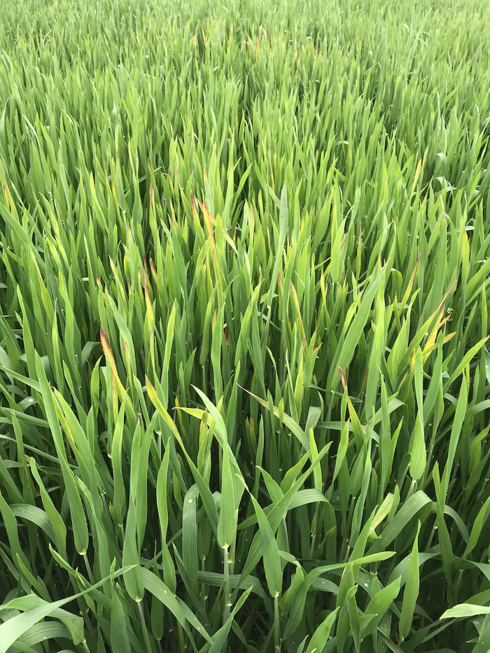 Dense field of green grass blades with some brown-tipped leaves and dew droplets