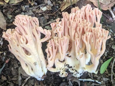 Pink coral-like mushroom cluster growing on forest leaf litter