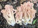 Pink coral-like mushroom cluster growing on forest leaf litter