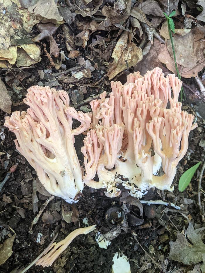 Pink coral-like mushroom cluster growing on forest leaf litter